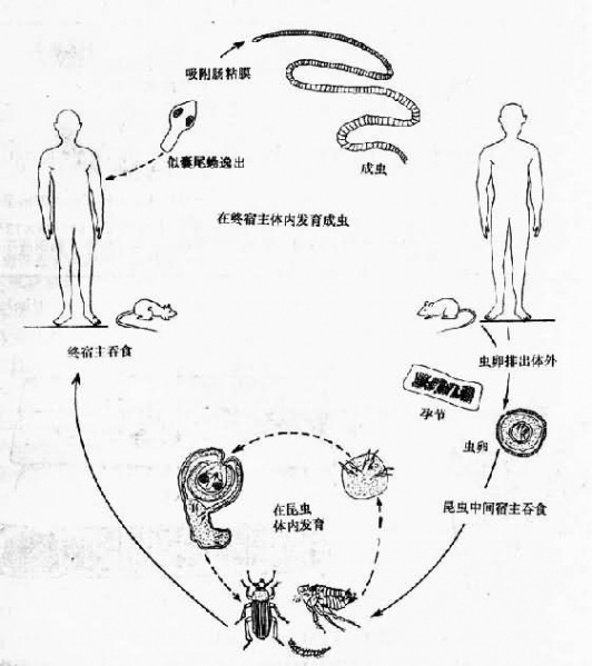 文件:Glevdrys.jpg