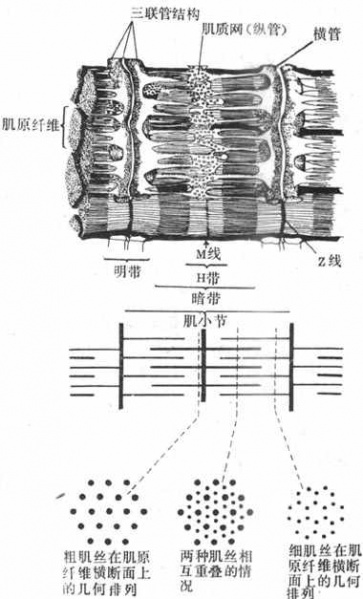 文件:Gm8tghqo.jpg