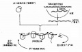 2014年1月18日 (六) 15:33的版本的缩略图