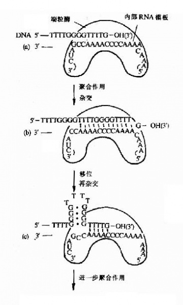 文件:Graeejhh.jpg