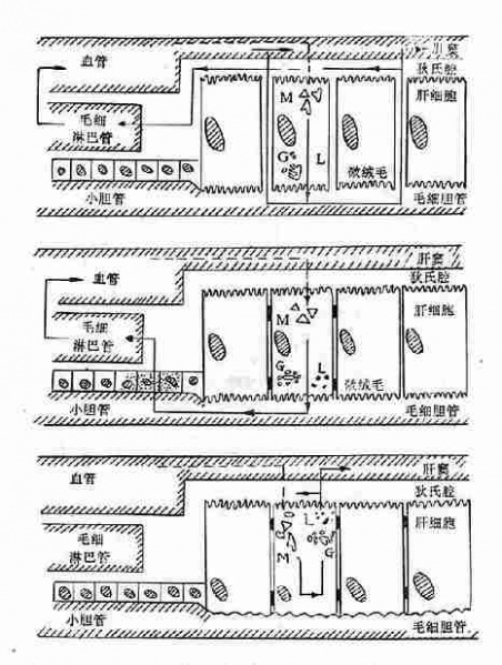 文件:Gl0yozq2.jpg