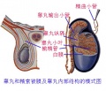2014年1月18日 (六) 16:15的版本的缩略图