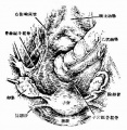 2014年1月17日 (五) 09:33的版本的缩略图