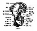 2014年1月17日 (五) 10:44的版本的缩略图