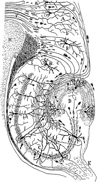 文件:CajalHippocampus.jpg