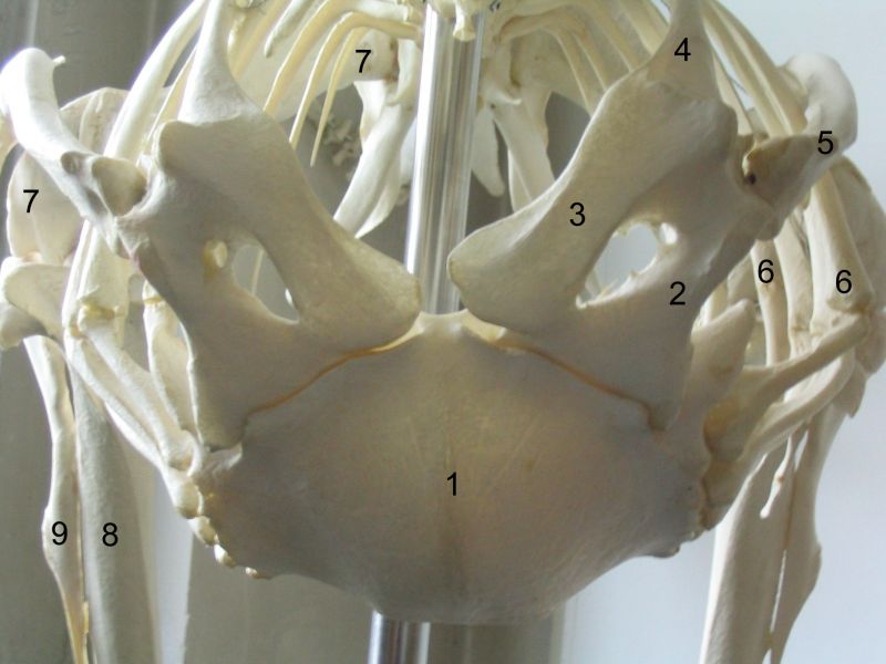 文件:Shoulder girdle-ostrich.jpg