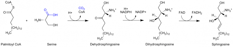 文件:Sphingosine synthesis corrected.png