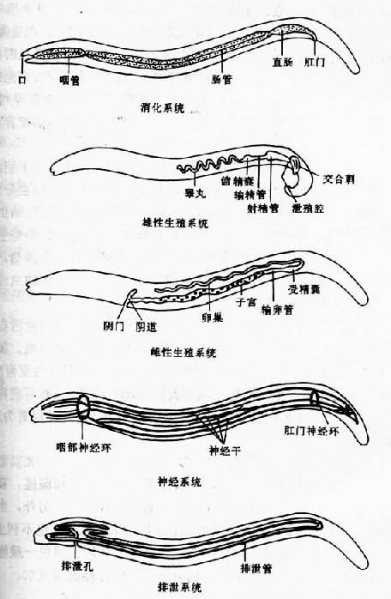 文件:Glew06kd.jpg