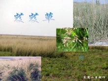 芨芨草