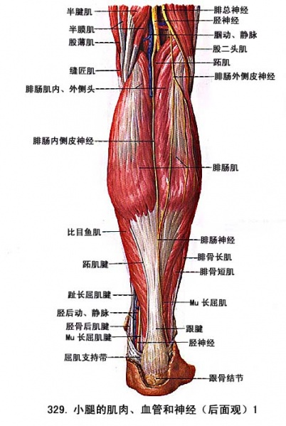 文件:Glmgiie0.jpg