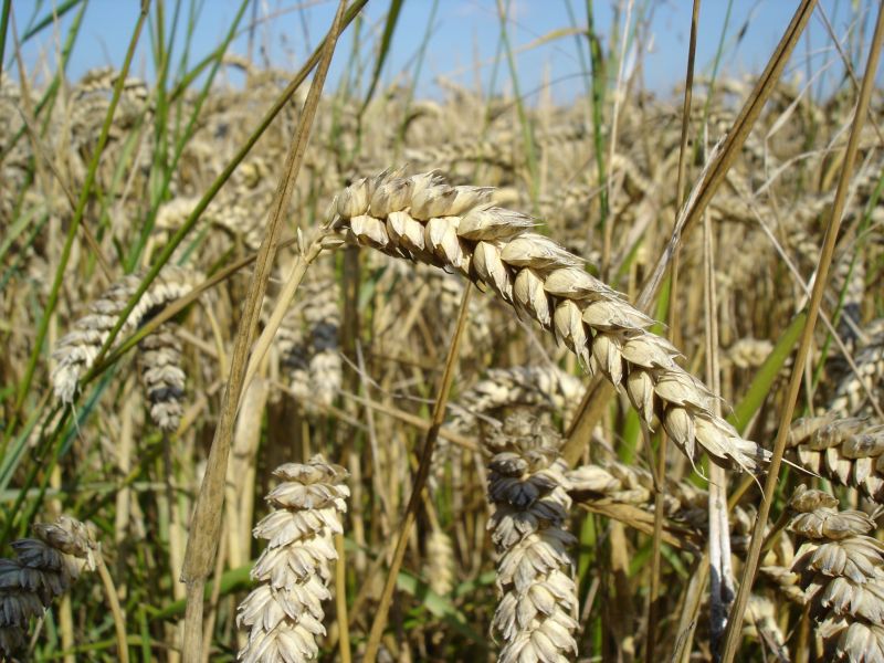 文件:Wheat close-up.jpg