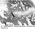 2014年1月19日 (日) 03:51的版本的缩略图