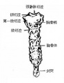 2014年1月19日 (日) 04:19的版本的缩略图