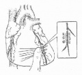 Gumfx29r.jpg