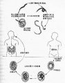 2014年1月19日 (日) 05:13的版本的缩略图