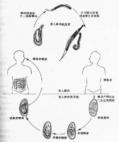 文件:Glew9d6x.jpg