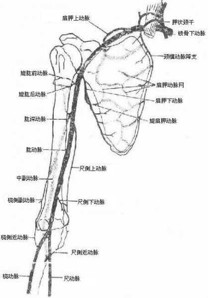 文件:Glyr3j9g.jpg