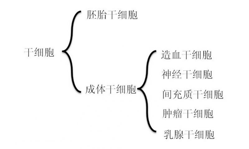 文件:干细胞的分类.jpg