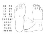 互动版人体穴位图足部.jpg