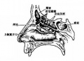 2014年1月17日 (五) 10:49的版本的缩略图