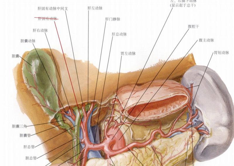文件:肝动脉.jpg