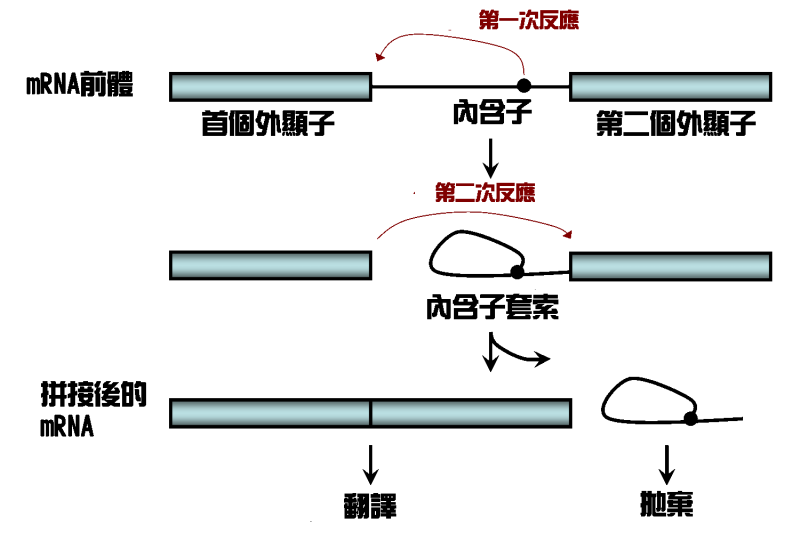 文件:Two-step Splicing Reaction zh.png