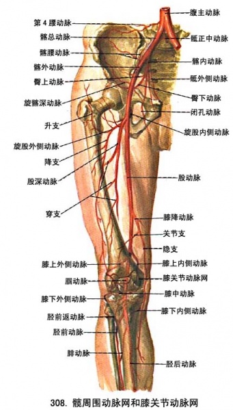 文件:Glp2xjgr.jpg