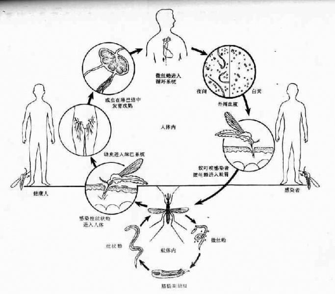 文件:Glewk4g6.jpg