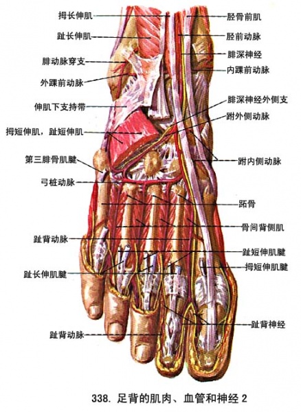 文件:Glmgi33f.jpg