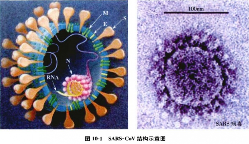 文件:SARS-CoV.jpg