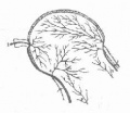 Gkrul052.jpg