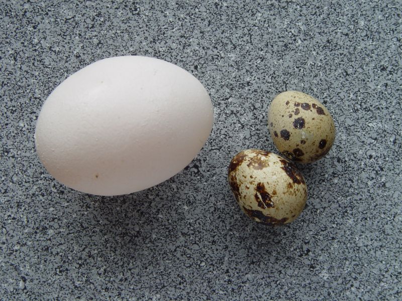 文件:Coturnix coturnix eggs.jpg