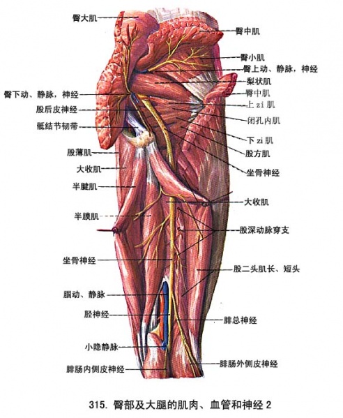 文件:Glmgilmr.jpg