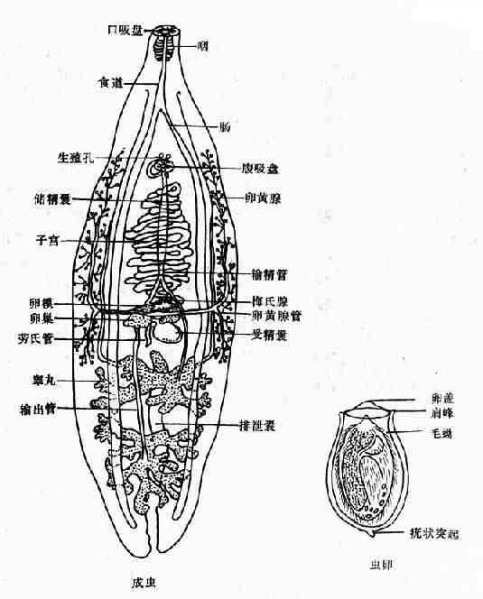 文件:Gldogfau.jpg