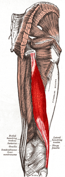 文件:Biceps femoris muscle long head.png