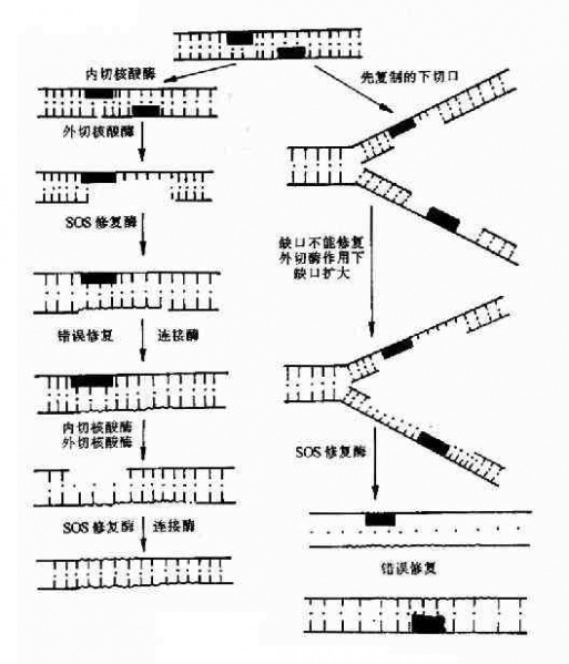 文件:Granmfa2.jpg