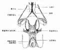 2014年1月17日 (五) 11:39的版本的缩略图