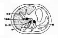 Guwfn66u.jpg