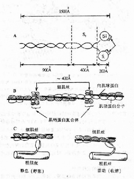 文件:Gl0u7vac.jpg
