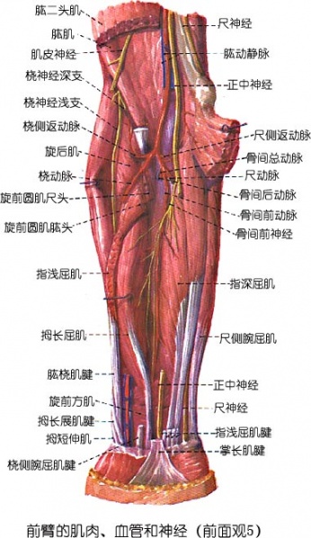 文件:Glmggu43.jpg