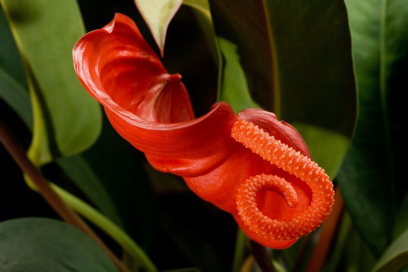 文件:Anthurium scherzerianum 2.jpg