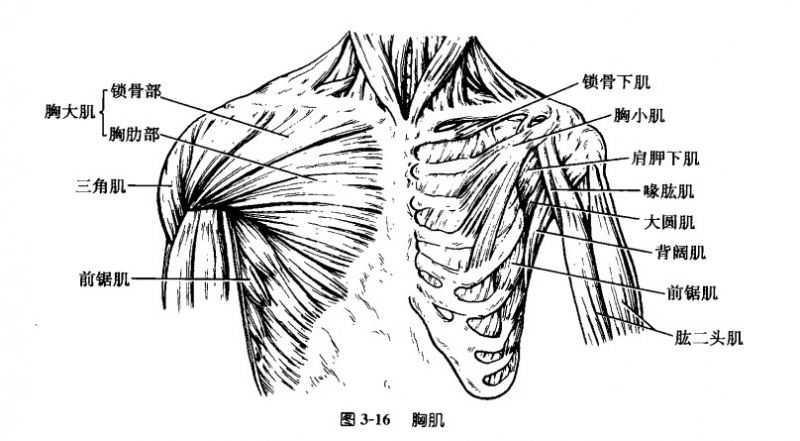 文件:胸大肌.jpg