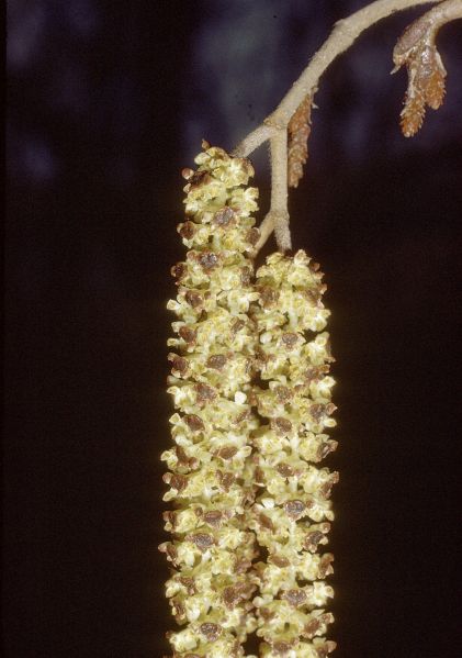 文件:Alnus incana rugosa catkin.jpg