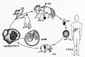 2014年1月19日 (日) 03:57的版本的缩略图