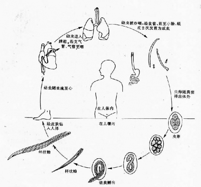 文件:Glewapj7.jpg