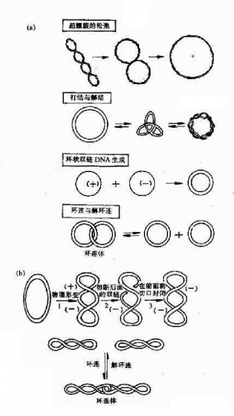 文件:Graco1ju.jpg