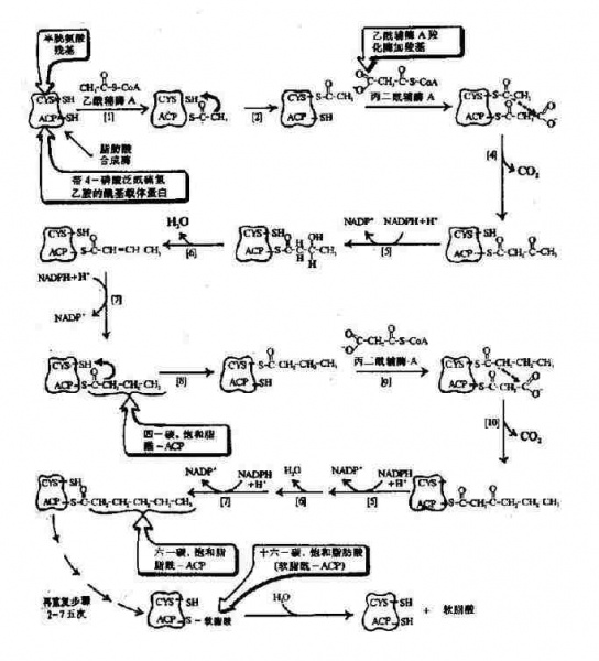 文件:Gra3rbas.jpg