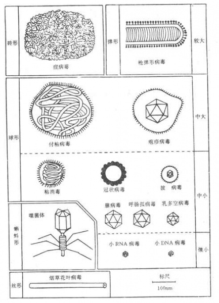 文件:Gu6of9h1.jpg