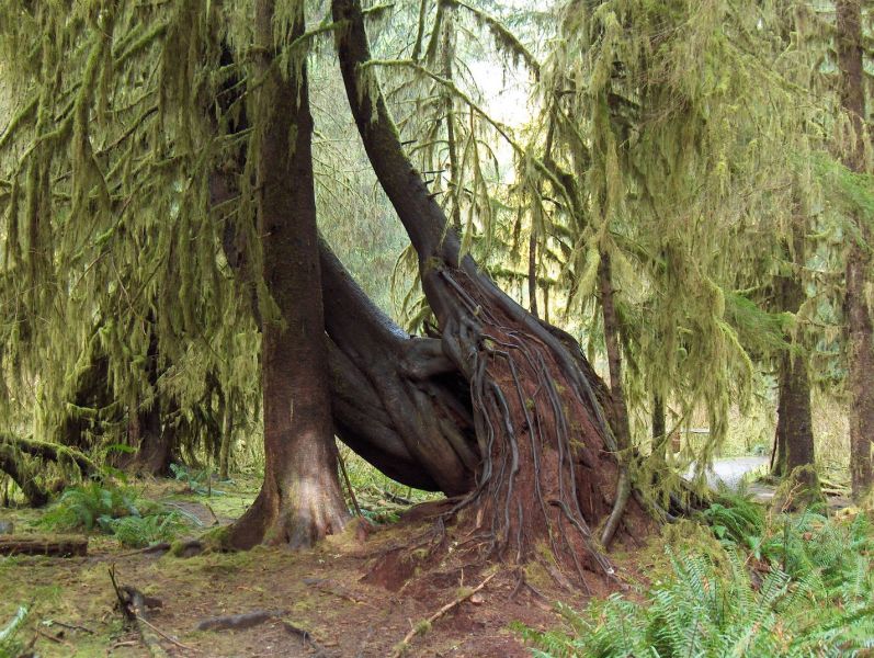 文件:Hoh rain forest trees.jpg