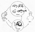 2014年1月19日 (日) 04:53的版本的缩略图